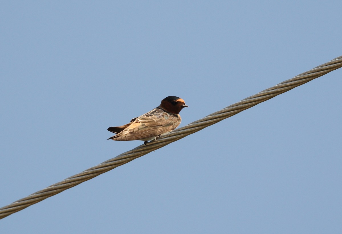 Cliff Swallow (melanogaster) - ML469599211