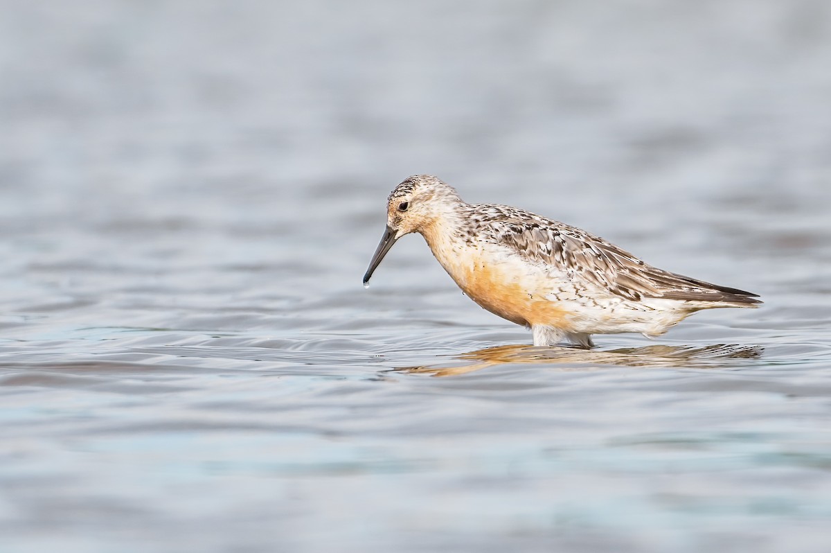 Red Knot - ML469603601
