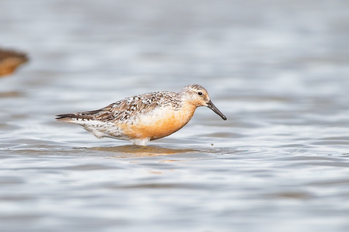 Red Knot - ML469603621
