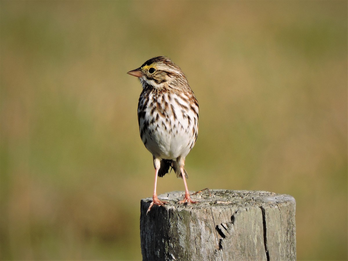 Savannah Sparrow - ML46960411