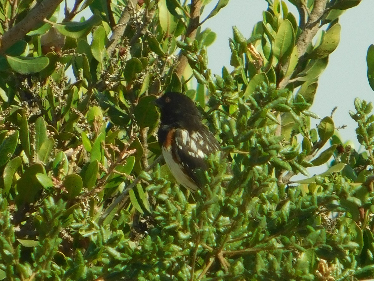 Spotted Towhee - ML469605401