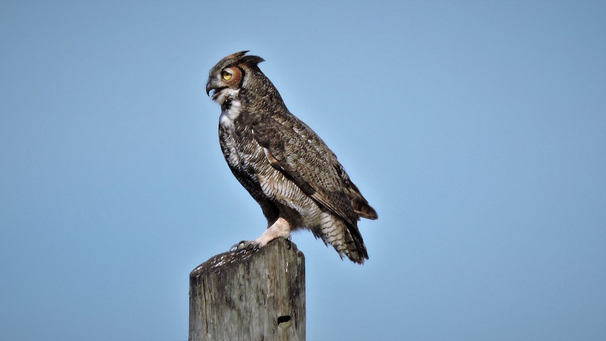 Great Horned Owl - ML46960651