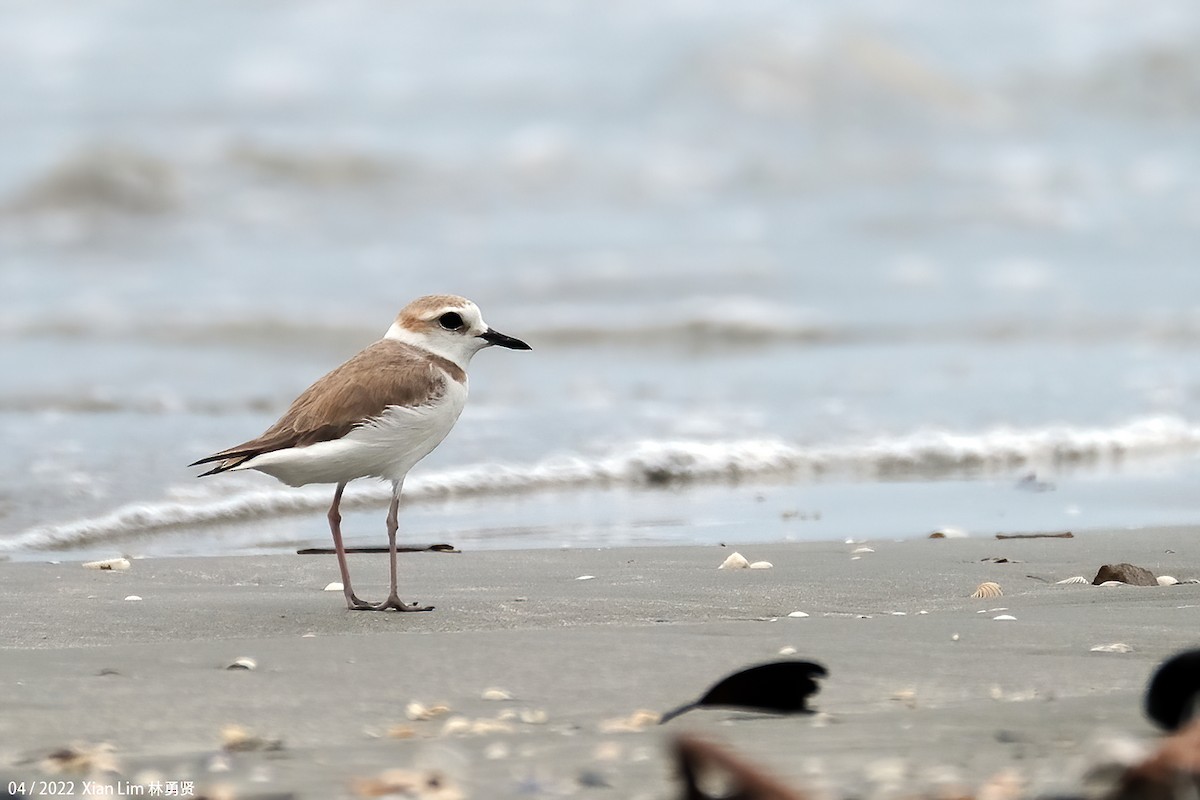 White-faced Plover - Lim Ying Hien
