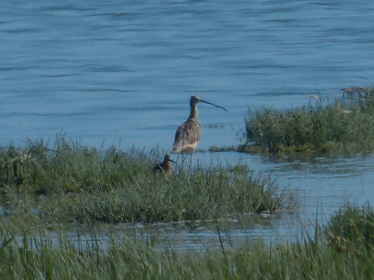 Long-billed Curlew - ML469607041