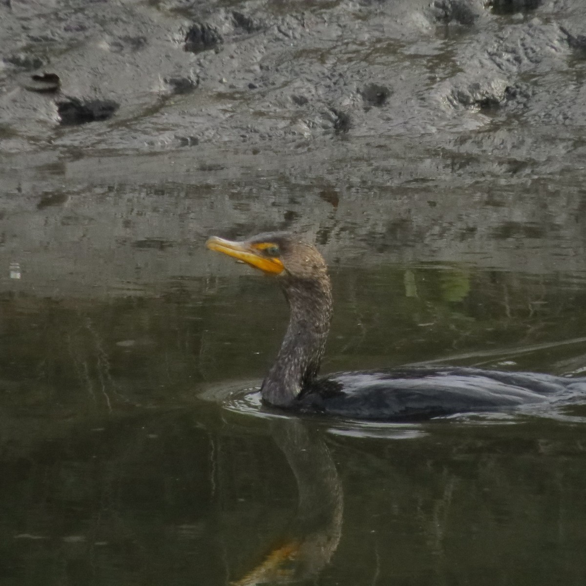 Double-crested Cormorant - Anne Barbour