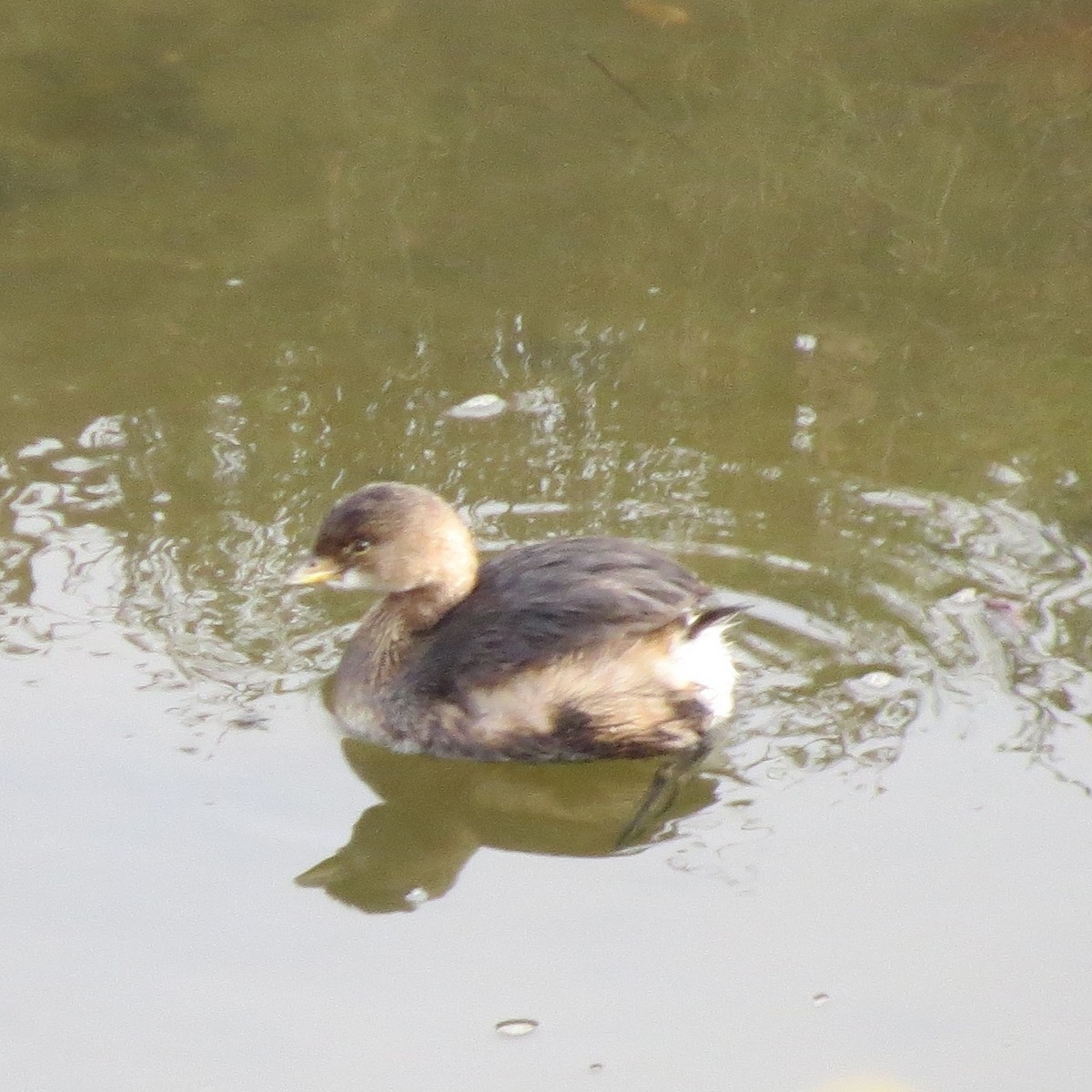 Pied-billed Grebe - Anne Barbour