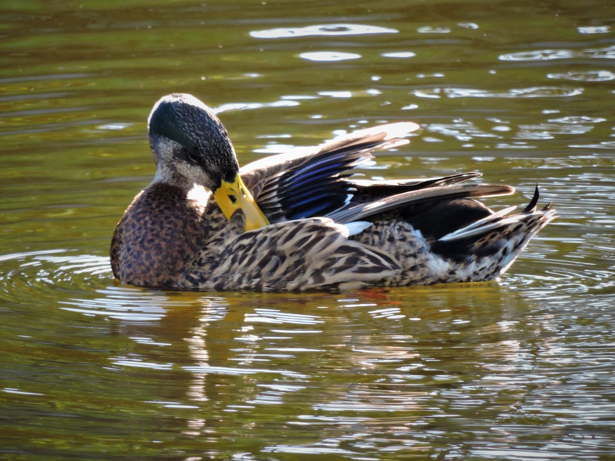 Mallard x Mottled Duck (hybrid) - ML46961841