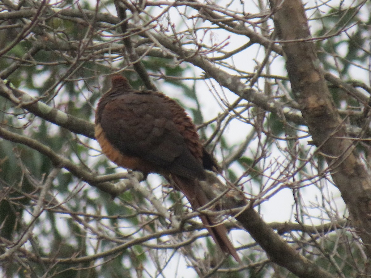 Brown Cuckoo-Dove - ML469620901