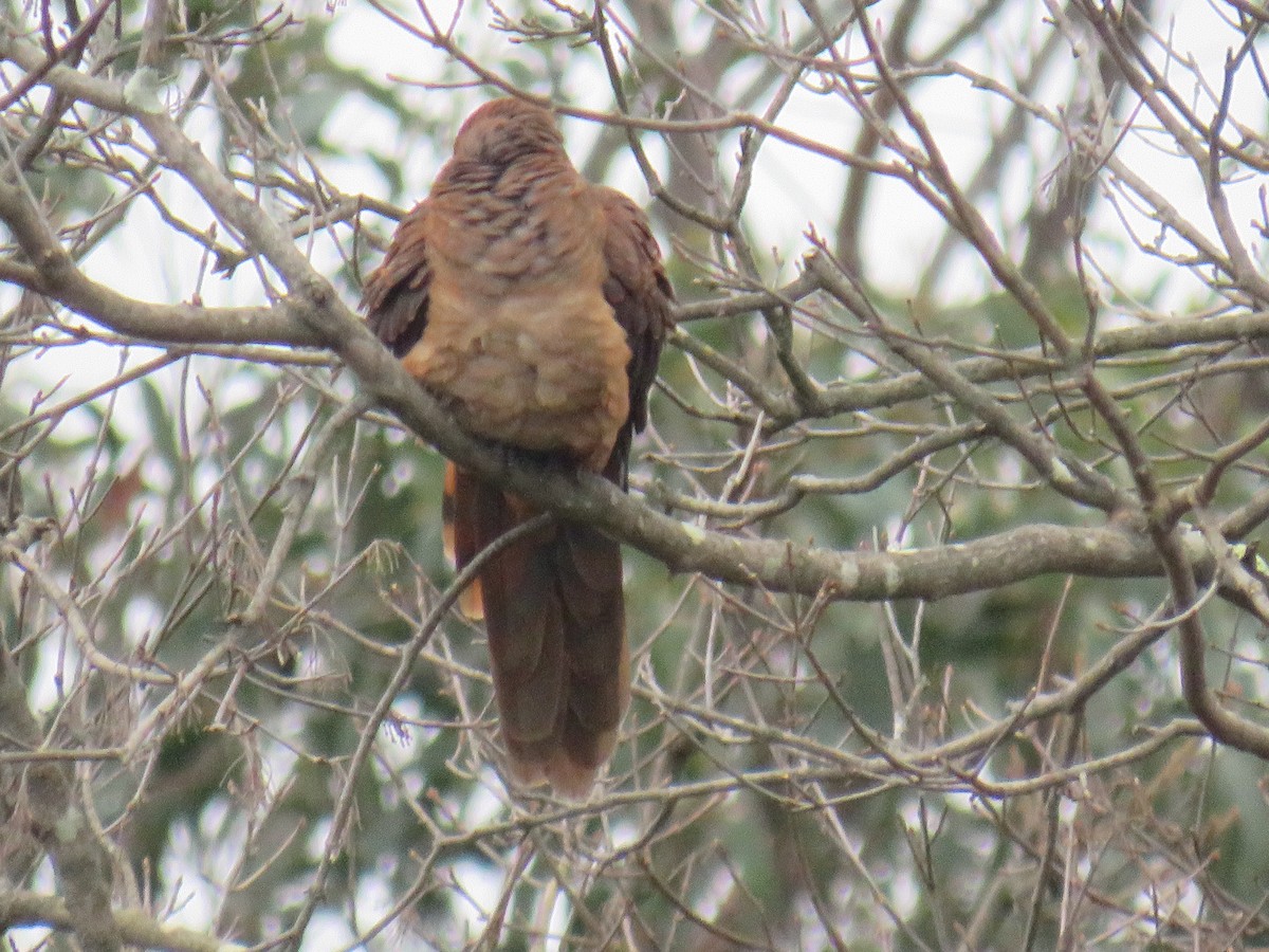 Brown Cuckoo-Dove - ML469620911