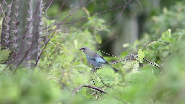 Glaucous Tanager - ML469625