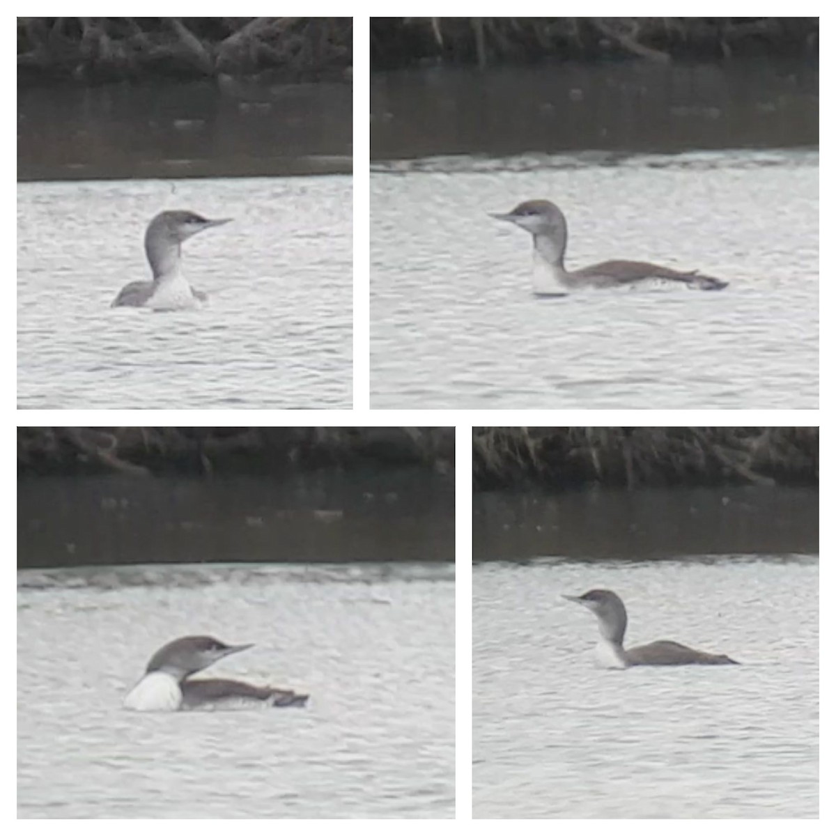 Red-throated Loon - ML469625031