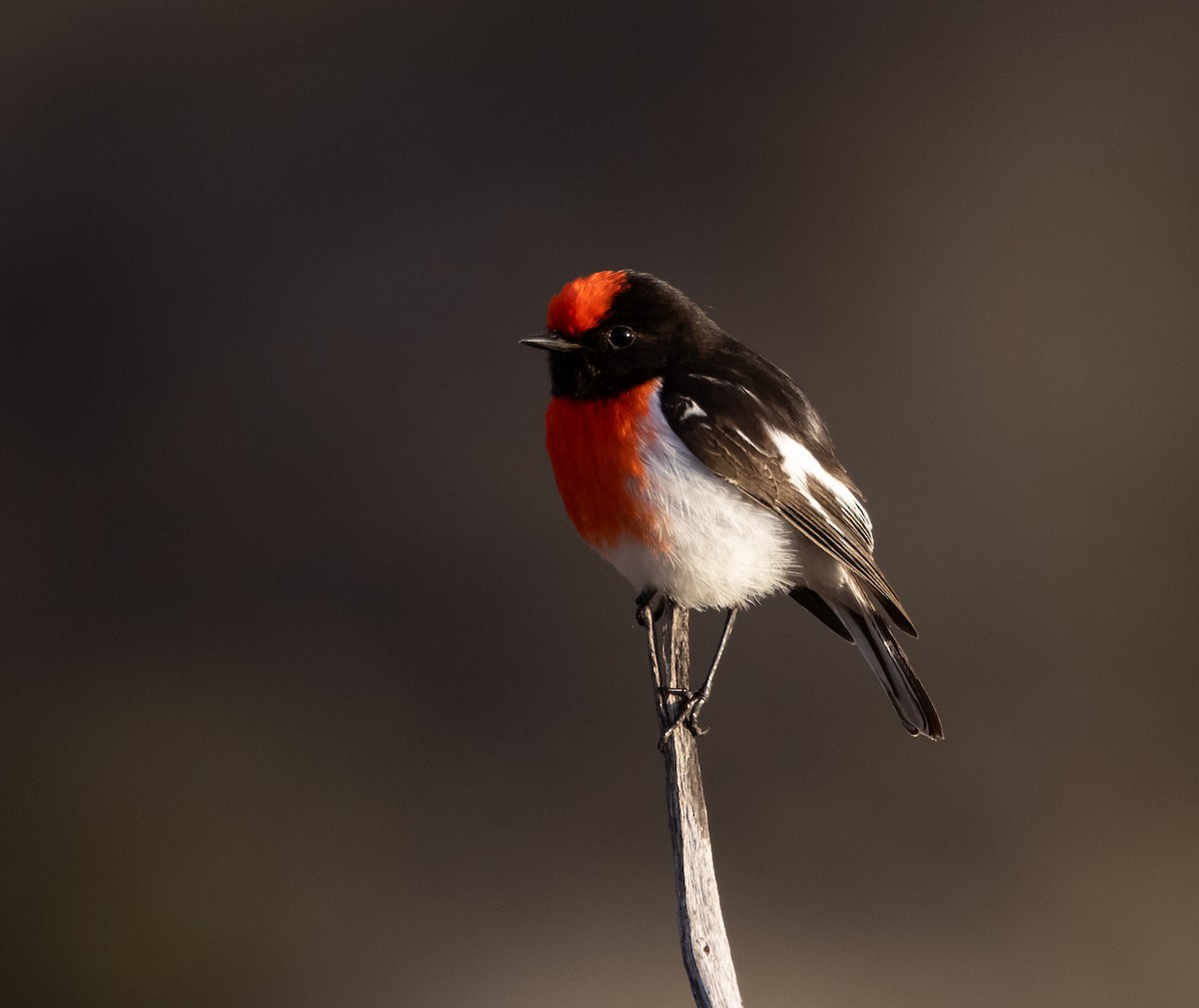 Red-capped Robin - ML469627881