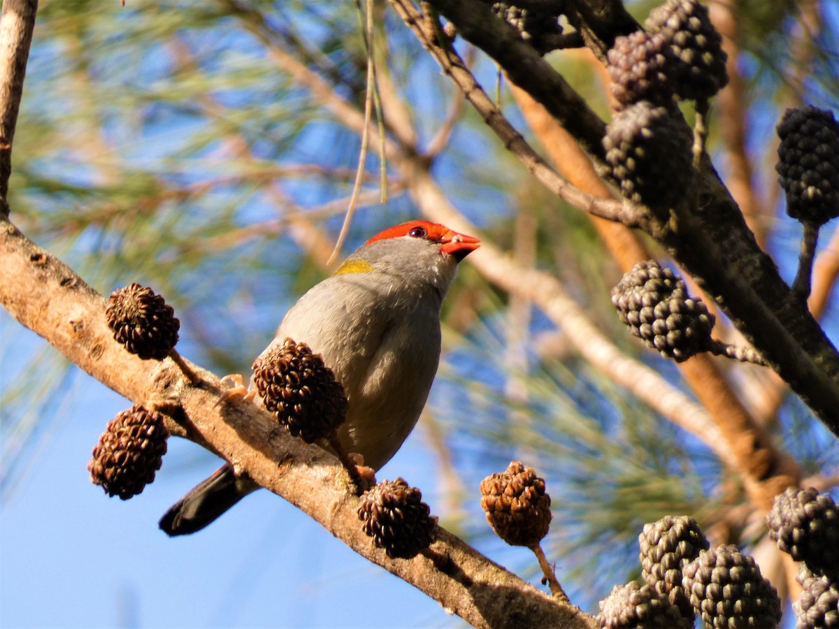 Red-browed Firetail - ML469628501