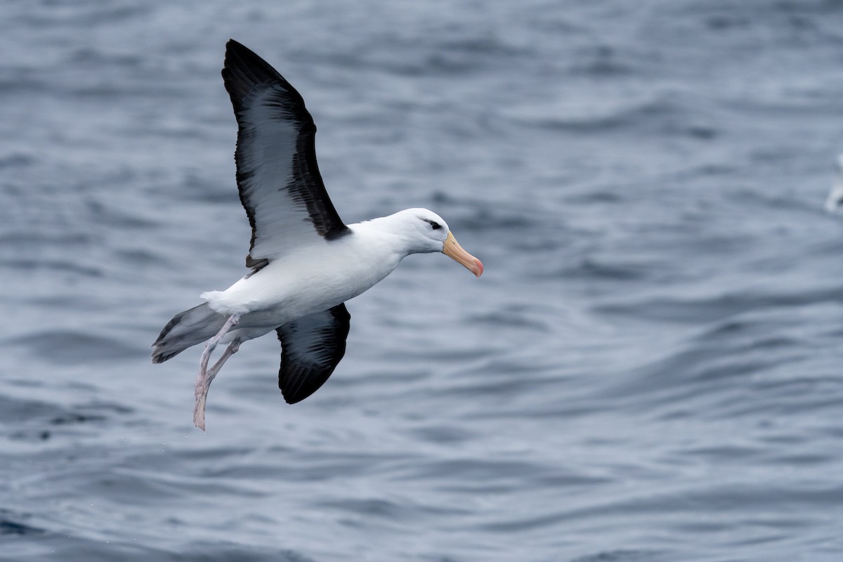 Albatros bekainduna (melanophris) - ML469629261