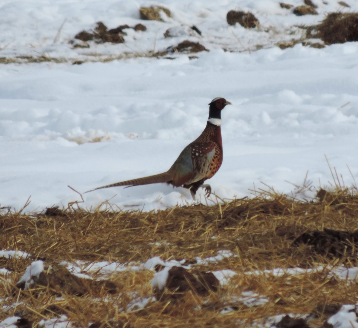 Ring-necked Pheasant - Sylvia Maulding