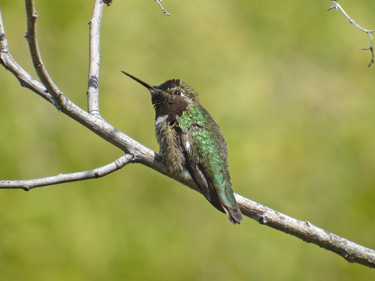 Anna's Hummingbird - Mark D. Read