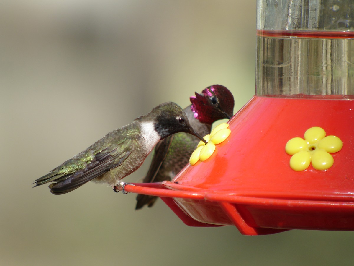 Black-chinned Hummingbird - Mark D. Read