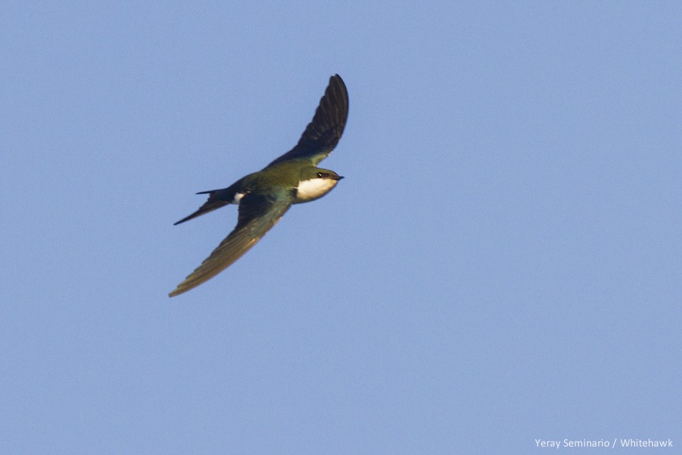 Bahama Swallow - ML46963211