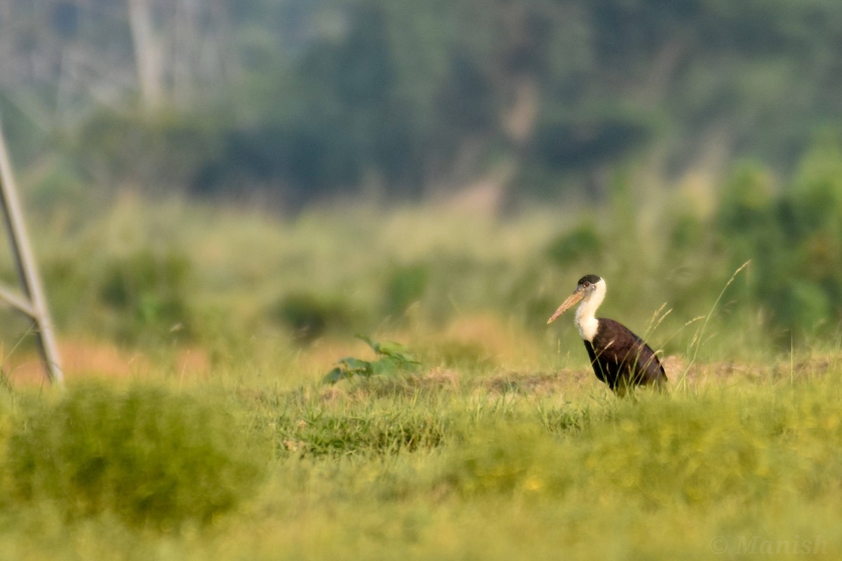 Asian Woolly-necked Stork - Manish Kumar Chattopadhyay