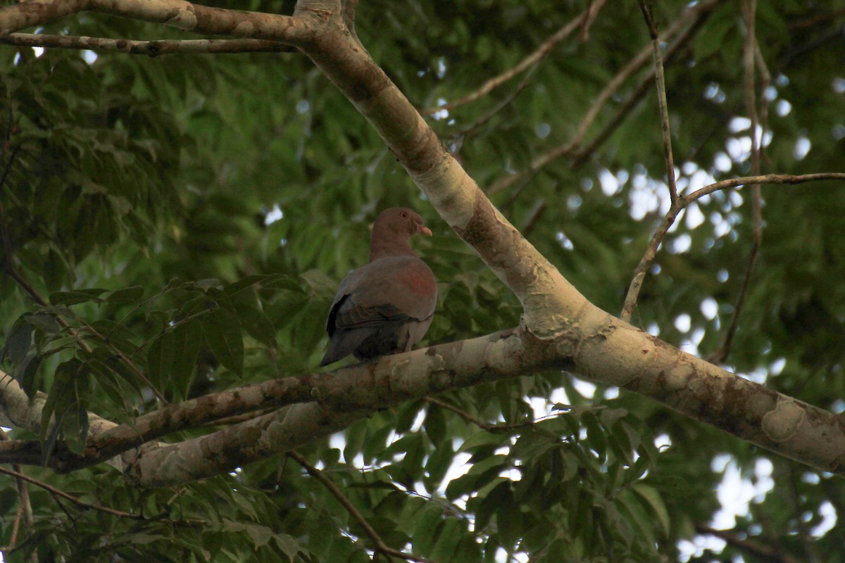 Red-billed Pigeon - Francis Canto Jr