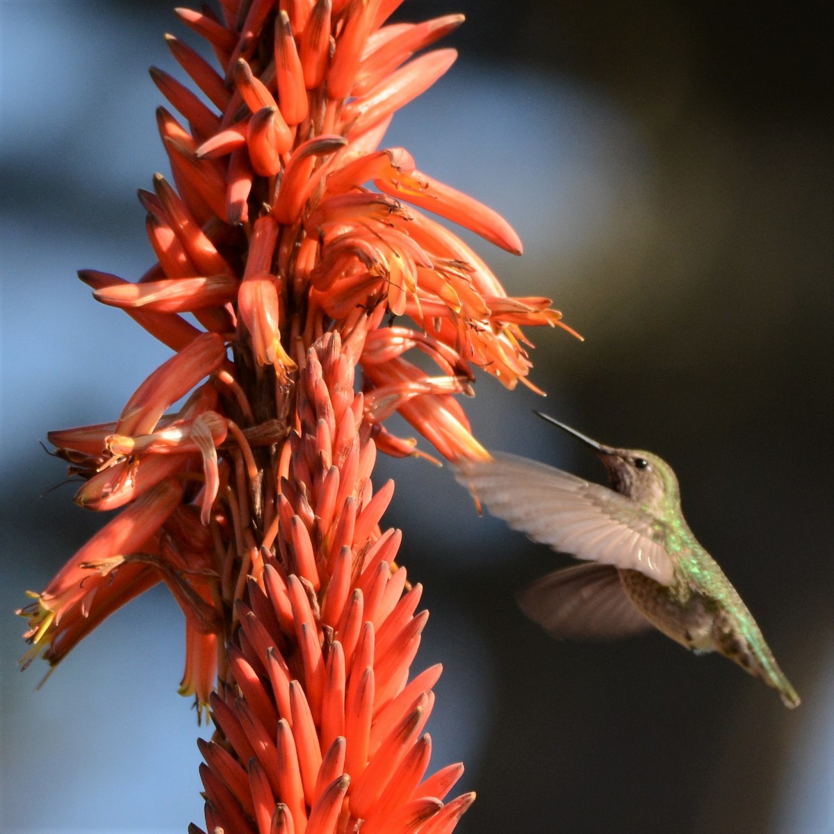 Anna's Hummingbird - Aija Konrad