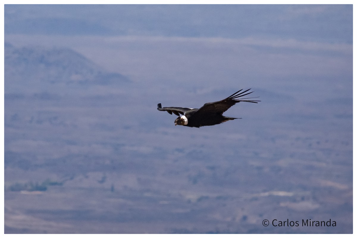 Andean Condor - ML469645681