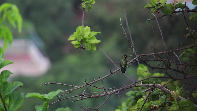 kolibřík modroocasý - ML469647