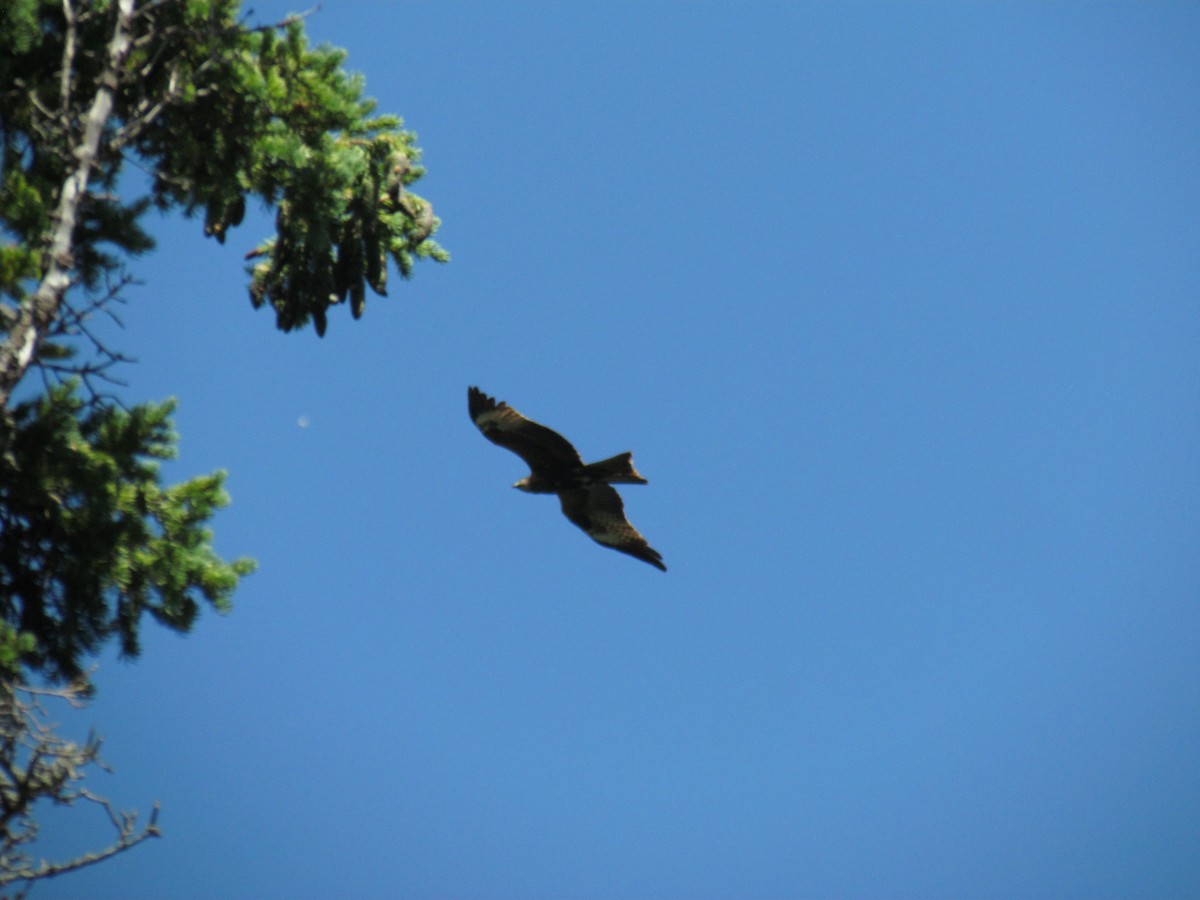Black Kite (Black-eared) - ML469648721