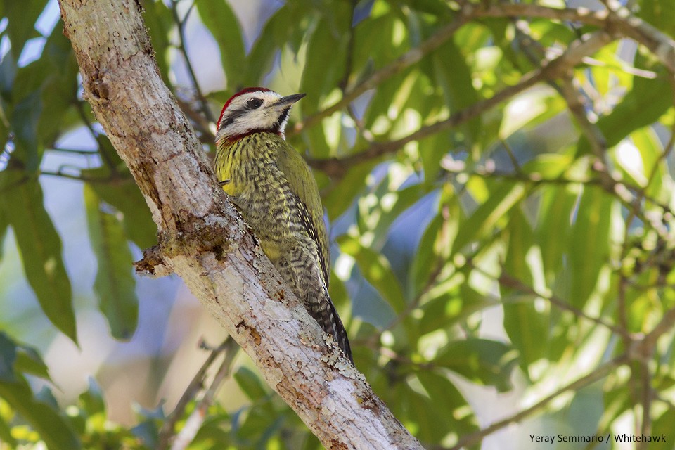Cuban Green Woodpecker - ML46965491