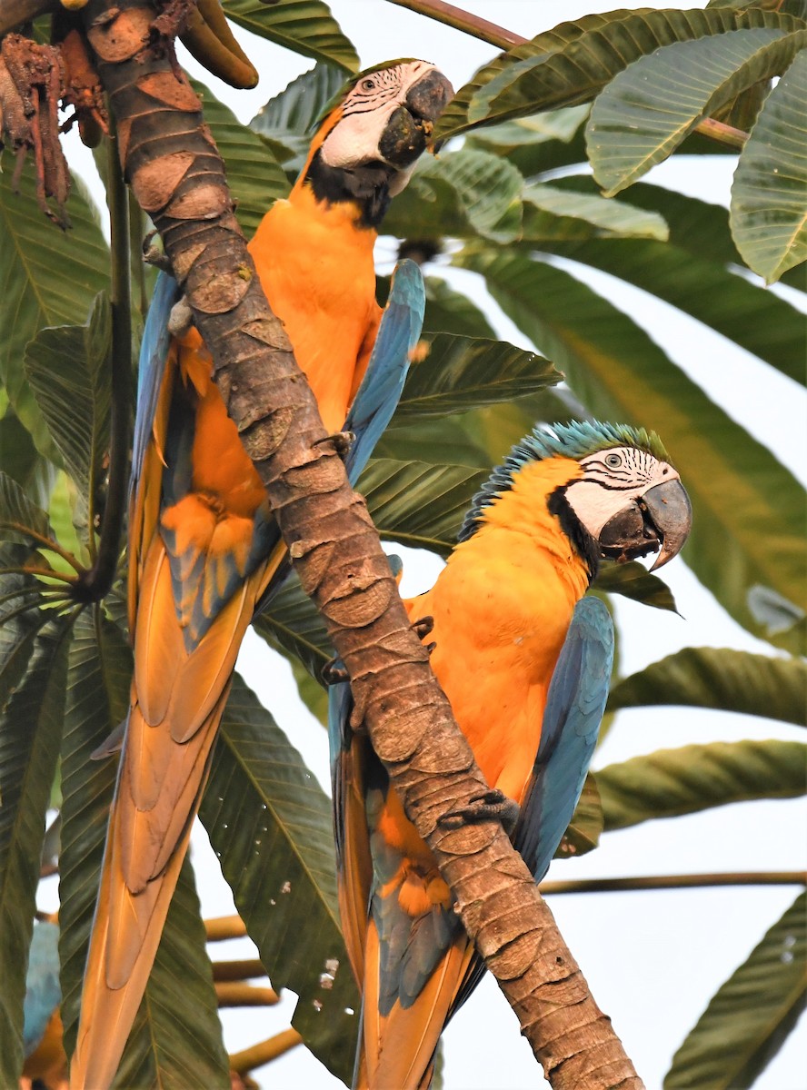 Blue-and-yellow Macaw - ML469657361
