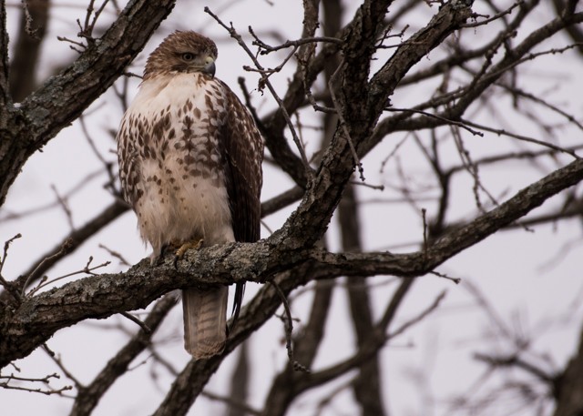 Red-tailed Hawk - Sheila and Ed Bremer
