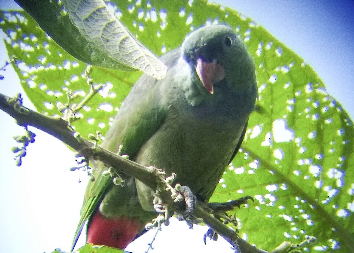 Папуга-червоногуз зеленоголовий - ML469668061