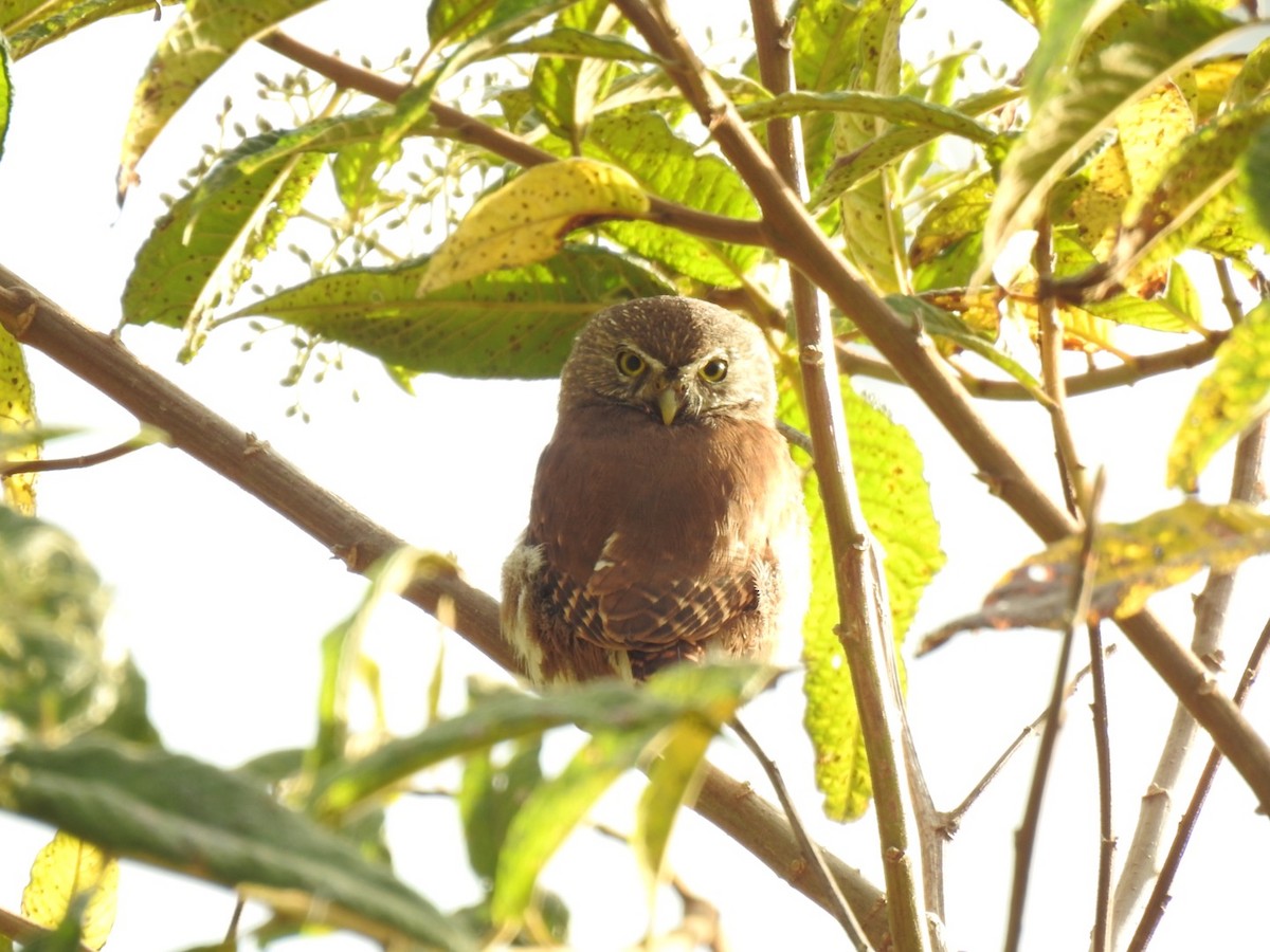 Yungas Pygmy-Owl - ML469670181