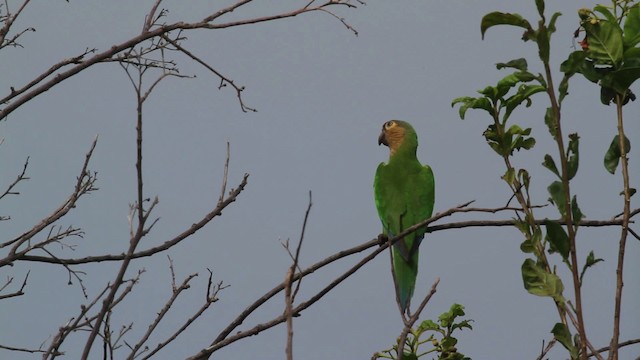 Brown-throated Parakeet (Brown-throated) - ML469672