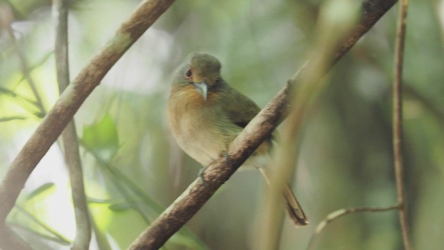 Fulvous-chinned Nunlet - ML469672281