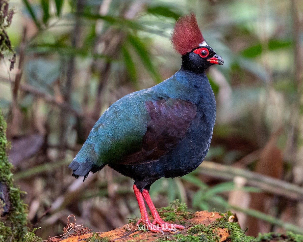 Crested Partridge - ML469674811