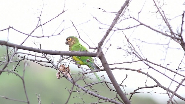 Brown-throated Parakeet (Brown-throated) - ML469675