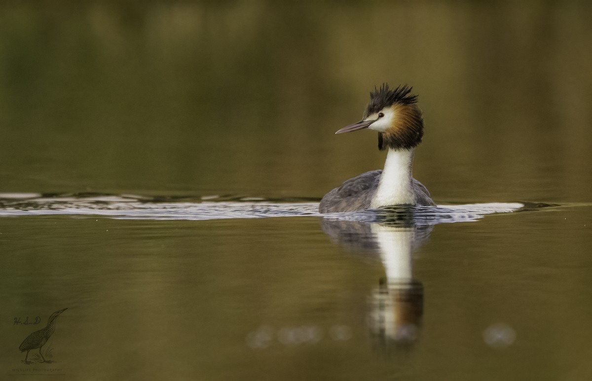 Great Crested Grebe - ML469677301
