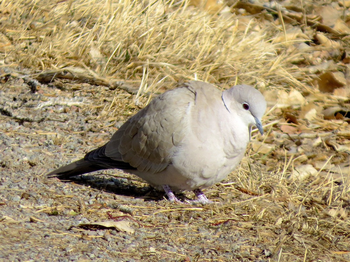 Eurasian Collared-Dove - ML46967781
