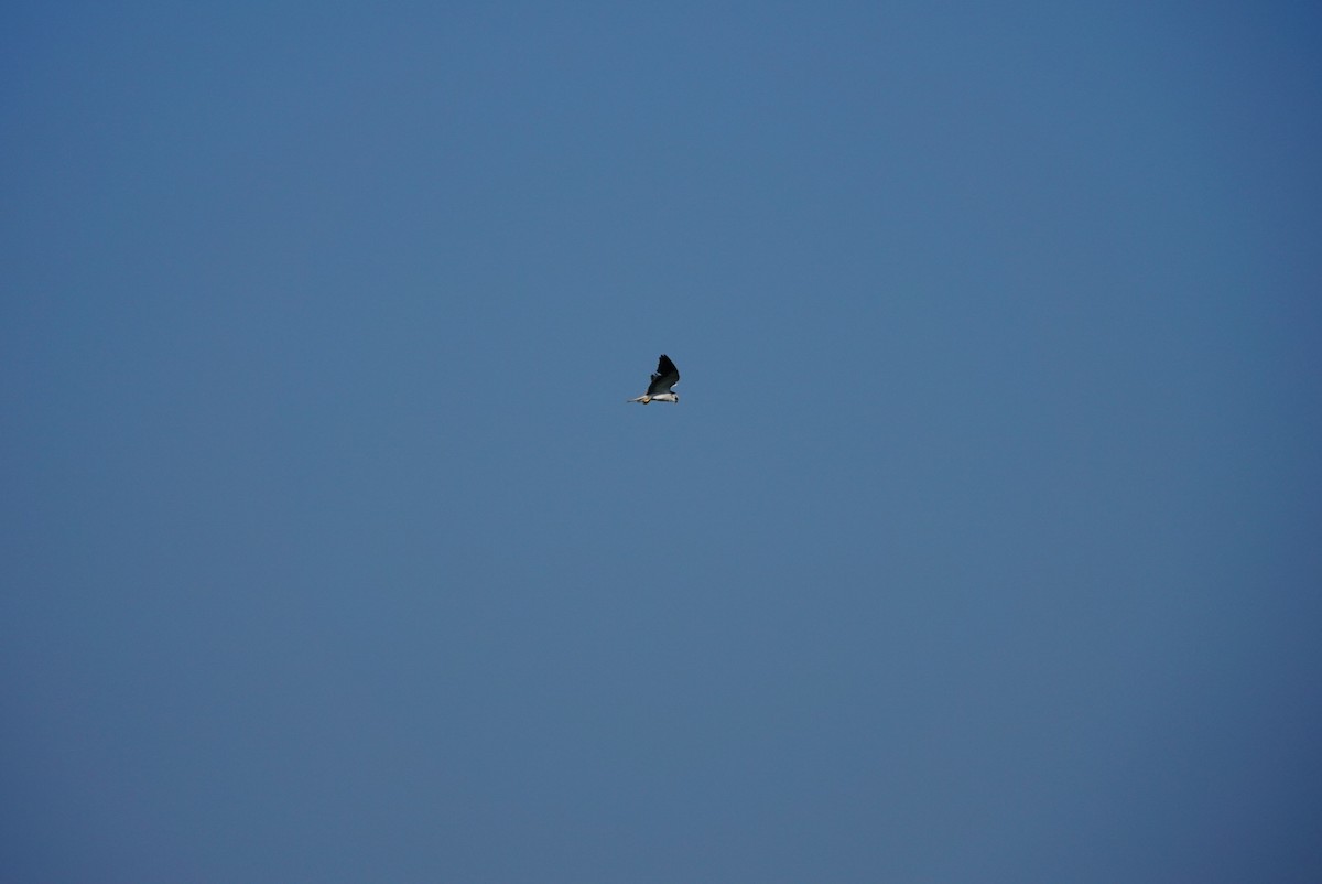 Black-winged Kite - ML469683671