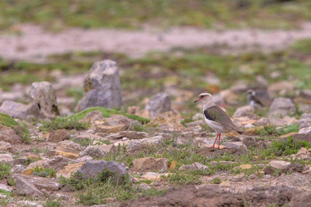 Andean Lapwing - ML469684071