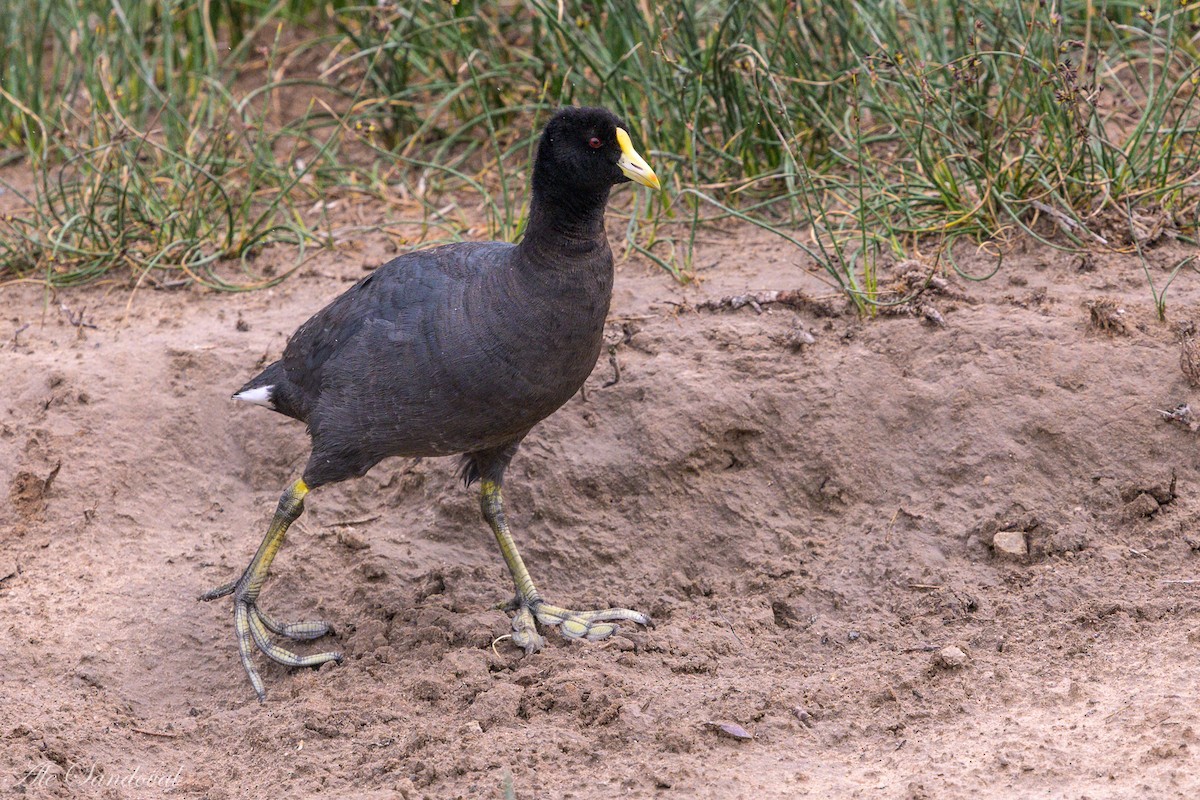 White-winged Coot - ML469684381