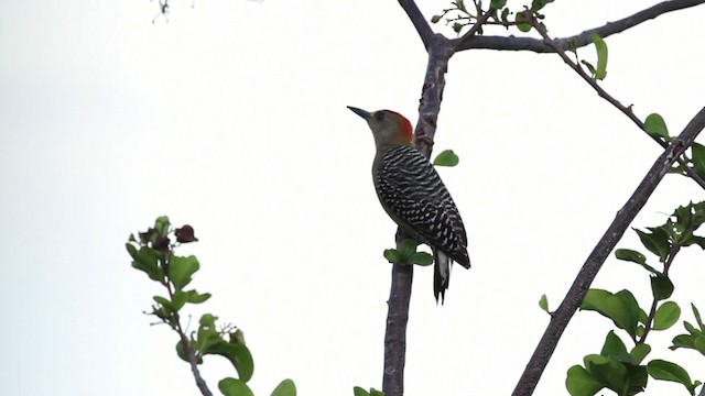 Red-crowned Woodpecker - ML469685