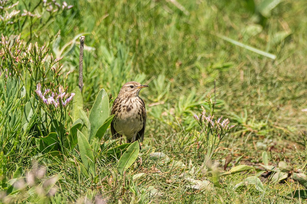 Meadow Pipit - ML469687871