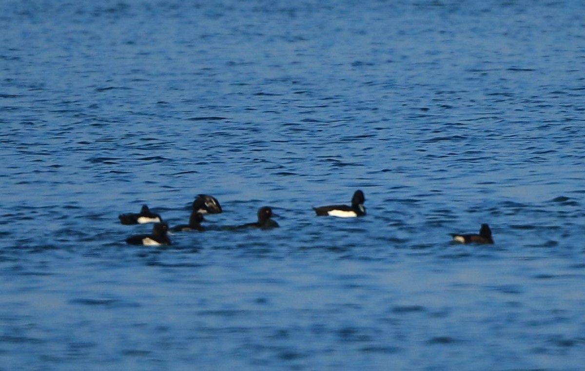 Tufted Duck - ML46969001