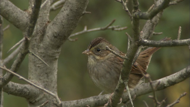 Swamp Sparrow - ML469693