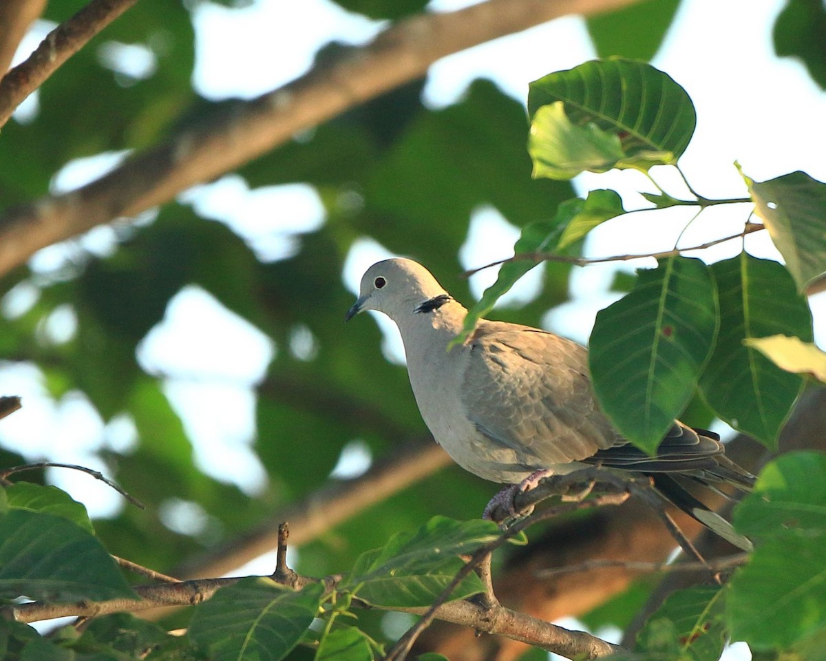 Eurasian Collared-Dove - Arnab Pal