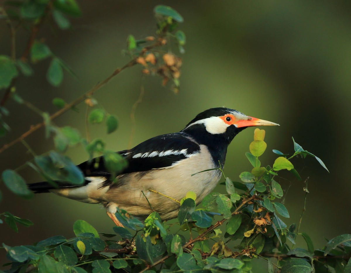 Indian Pied Starling - ML46969611