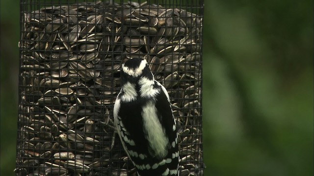 Downy Woodpecker - ML469698