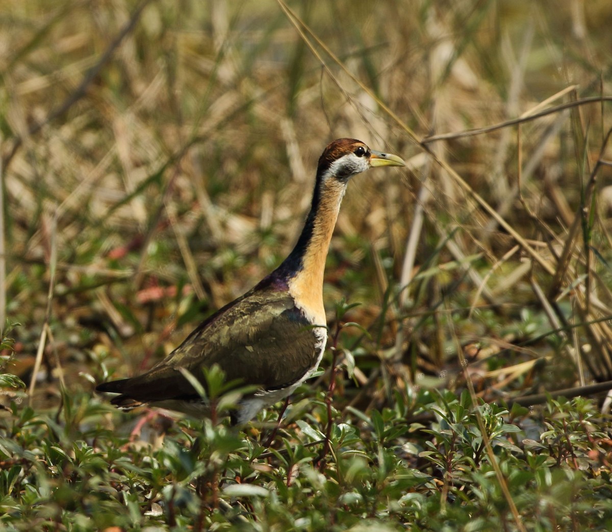 Pheasant-tailed Jacana - ML46969861